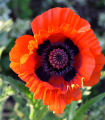 Turški mak - Papaver glaucum - semena maka - 0,2 g