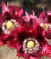 Mak Črni Labod - Papaver somniferum - semena - 20 kos
