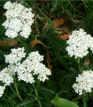 Navadni rman Yarrow - Achillea millefolium - semena rmana - 200 kos