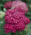 Rman navadni Cerise Queen - Achillea millefolium - semena rmana - 500 kosov