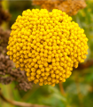 Rman Cloth of Gold – Achillea filipendula – semena rmana – 800 kosov