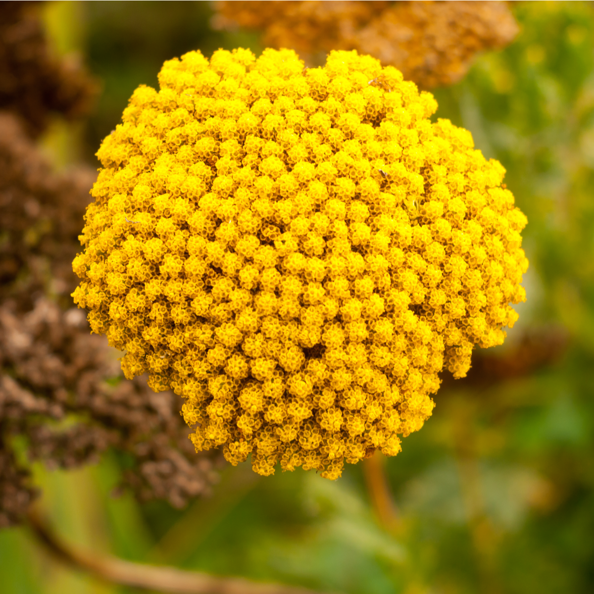 Řebříček tužebníkový Cloth of Gold - Achillea filipendula - semena řebříčku - 800 ks