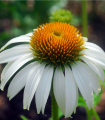 Bela ehinaceja - Echinacea purpurea - semena - 15 kos
