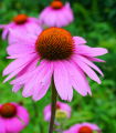 Ameriški slamnik - Echinacea purpurea - semena ameriškega slamnika - 15 kosov