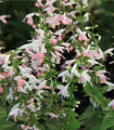 Škrlatna žajbelj Hummingbird - Salvia coccinea - semena žajblja - 10 kos