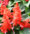 Šalvěja žareča Blaze of Fire - Salvia splendens - semena šalvije - 15 kos