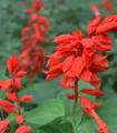 Žareča žajbelj - Salvia splendens - semena žajblja - 40 kosov