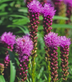 Šuškarda klasnata Floristan Violet - Liatris spicata - semena šuškarde - 20 kos
