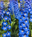 Stračka velikocvetna Pacific mešanica - Delphinium cultorum - semena stračke - 130 kos