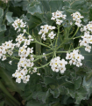 Morska katrana – Crambe maritima – semena katrane – 4 kos