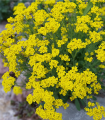 Skalni alyssum »Gold Dust« – Alyssum saxatile – semena skalnega alyssum – 150 kosov