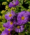 Zvezdica chlumna – Aster amellus – semena zvezdice – 70 kosov
