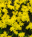 Sedum acre - semena - 100 kos