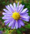 Astra alpska modra - Aster alpinus - semena astre - 50 kos