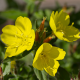Pupalka dvouletá - Oenothera biennis - semena pupalky - 150 ks
