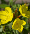Dvoletna svetlin - Oenothera biennis - semena svetline - 150 kosov