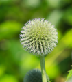 Beločepka okroglasta - Echinops sphaerocephalus - semena beločepke - 6 kosov