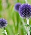 Modri osat - Echinops ritro - semena modrega osata - 6 kosov