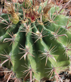 Ferokaktus - Ferocactus chrysacanthus - semena kaktusa - 6 kos
