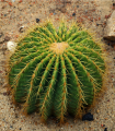 Ehinokaktus Grusonov - Zlata krogla - Echinocactus grusonii - semena kaktusa - 8 kosov