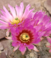 Kaktus - Echinocereus reichenbachii - semena kaktusa - 8 kos