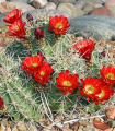 Kaktus - Echinocereus triglochidiatus - semena kaktusa - 8 kosov