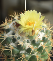 Kaktus Coryphantha bergeriana - prodaja semen - kakovostna semena - 5 kos