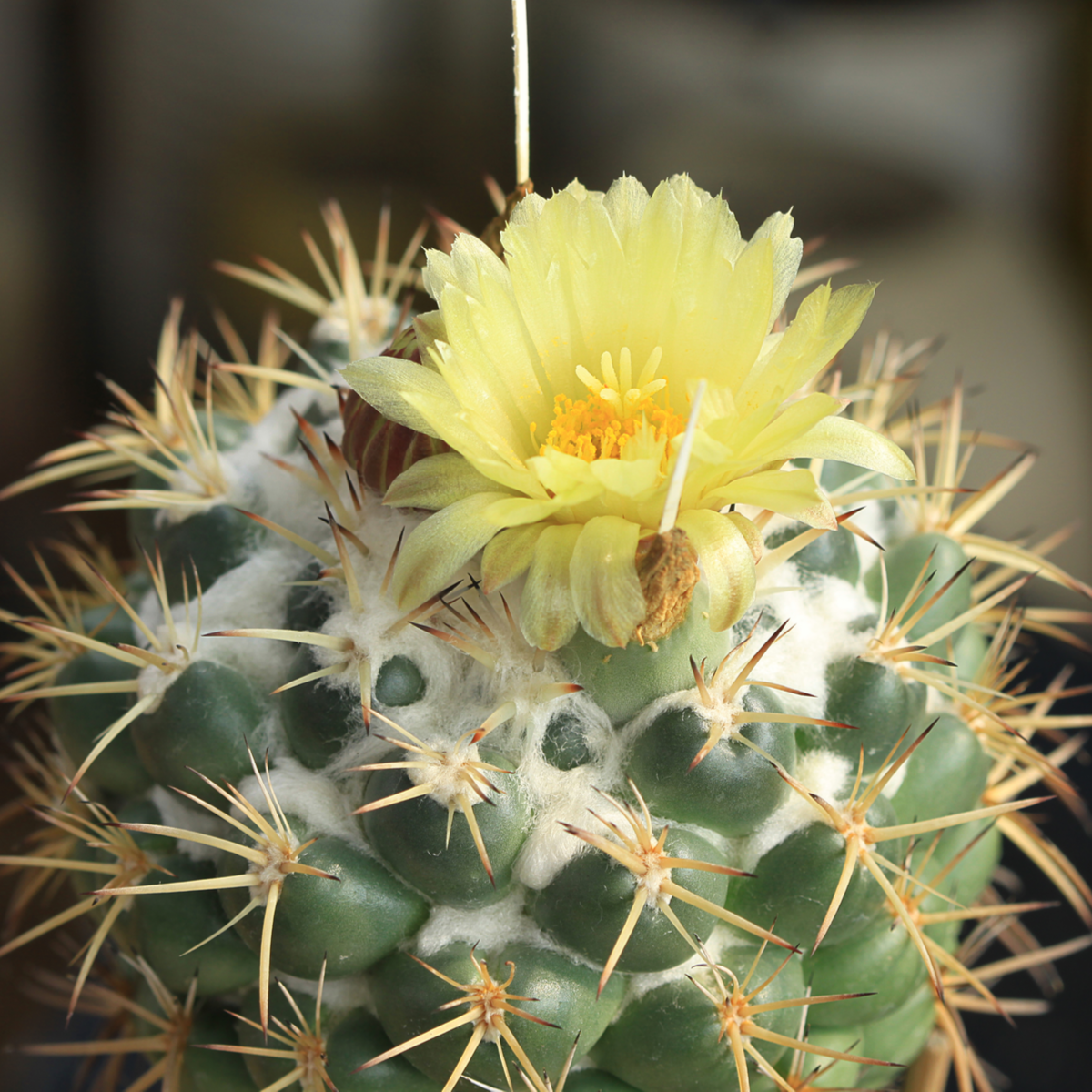 Kaktus Coryphantha bergeriana - prodaja semen - kakovostna semena - 5 kos