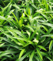 Palmova trava - Setaria palmifolia - semena palmova trave - 10 kosov