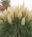 Srebrna pampas trava - Pampas - Cortaderia selloana - semena pampas trave - 10 kosov