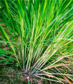 Limonina trava – Voňatka – Cymbopogon flexuosus – semena limonine trave – 20 kosov