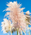 Rožnata pampas trava - Pampas - Cortaderia selloana - semena pampas trave - 10 kos