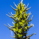 Puja - Puya chilensis - semena puje - 20 kosov