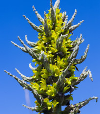 Puja - Puya chilensis - semena puje - 20 kosov