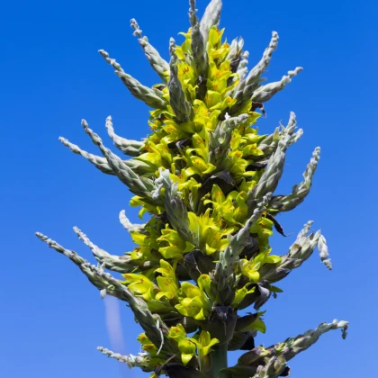 Puja - Puya chilensis - semena puje - 20 kosov