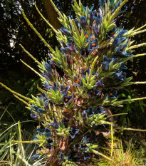 Puja - Puya Venusta - semena puje - 20 kos