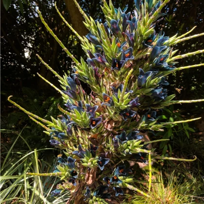 Puja - Puya Venusta - semena puje - 20 kos