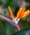 Kraljeva strelitija – Strelitzia reginae – semena strelitije – 2 kos