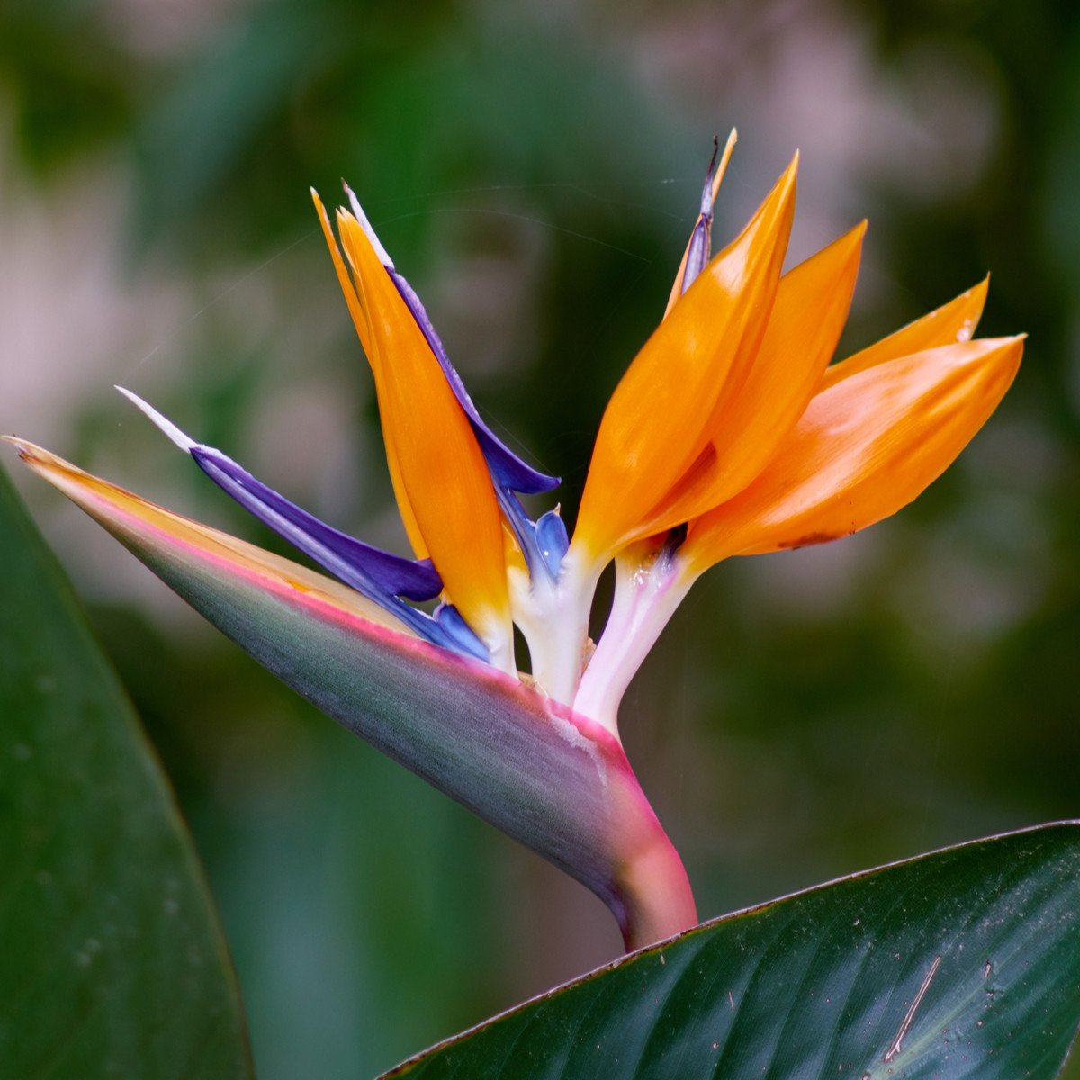 Strelície královská - Strelitzia reginae - semena strelície - 2 ks