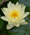 Beli lokvanj - Nymphaea ampla - semena - 6 kos