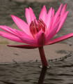Rdeča lokvanj - Nymphaea caerulea - semena lokvanja - 5 kos