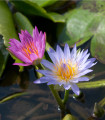 Leknin mešanica barv - Nymphaea caerulea - semena - 5 kosov