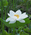 Lotos indijski - Nelumbo nucifera - semena - 2 kos