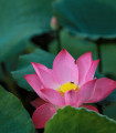 Indijski rožnati lotos - Nelumbo nucifera - semena lotosa - 2 kos