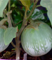 Jajčevec Zeleno jabolko - Solanum melongena - semena jajčevca - 6 kosov