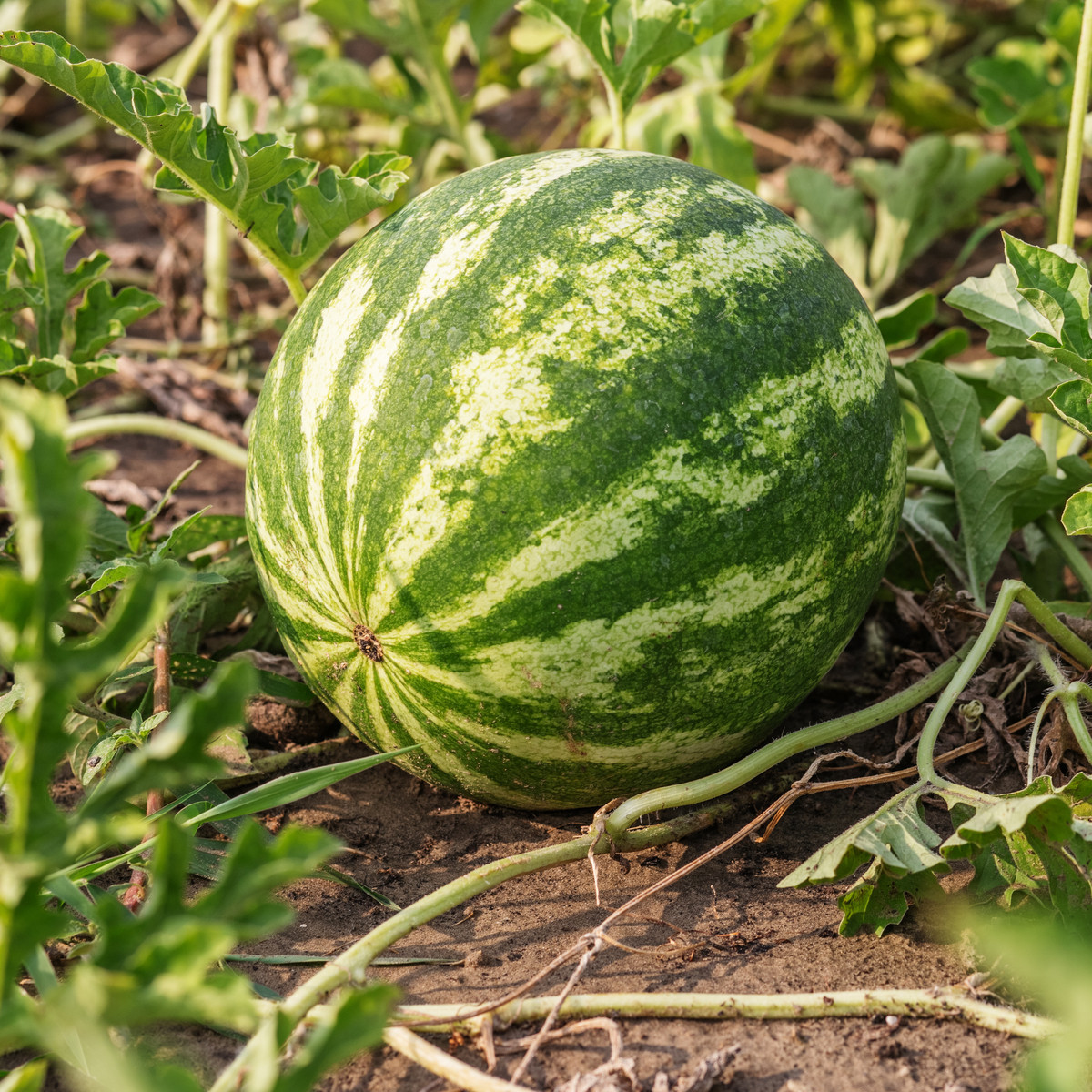 Meloun vodní Crimstar F1 - Citrullus lanatus - semena melounu - 6 ks