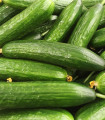 Kumara kačica Paska F1 - Cucumis sativus - semena kumare - 4 kos