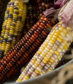 Okrasna koruza Multicolor Amero Mix - Zea mays - semena koruze - 15 kos
