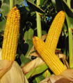 Sladka koruza Snowbaby - Zea Mays - semena koruze - 16 kosov