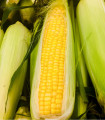 Sladka koruza Golden Bantam - Zea Mays - semena koruze - 16 kosov